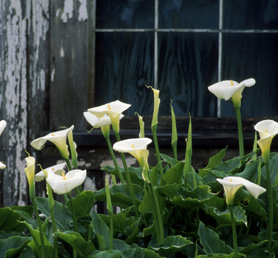 Bcher zum Thema Garten