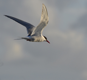 Ornithologie