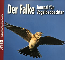 Der Falke