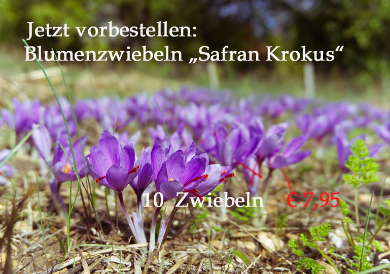 Dieses Bild zeigt Safran-Krokus