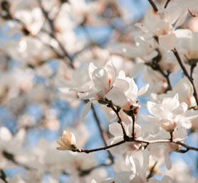 Dieses Bild zeigt das Kategoriebild f�r Fr�hling und Ostern