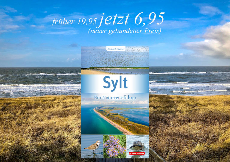 Sylt