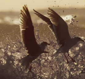 Ornithologie