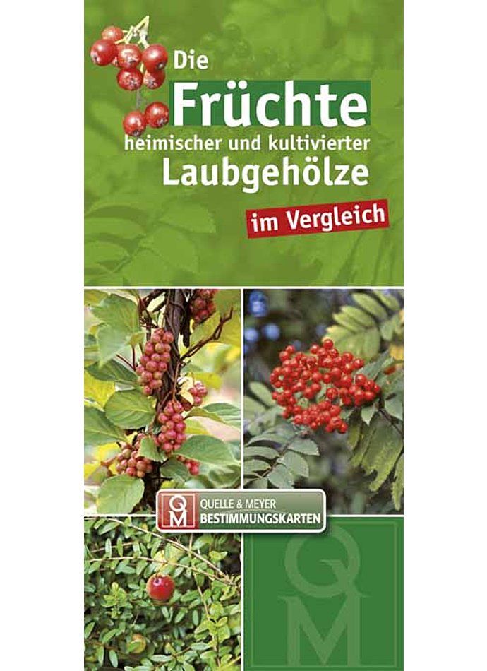 DIE FRCHTE HEIMISCHER UND KULTIVIERTER LAUBGEHLZE IM VERGLEICH