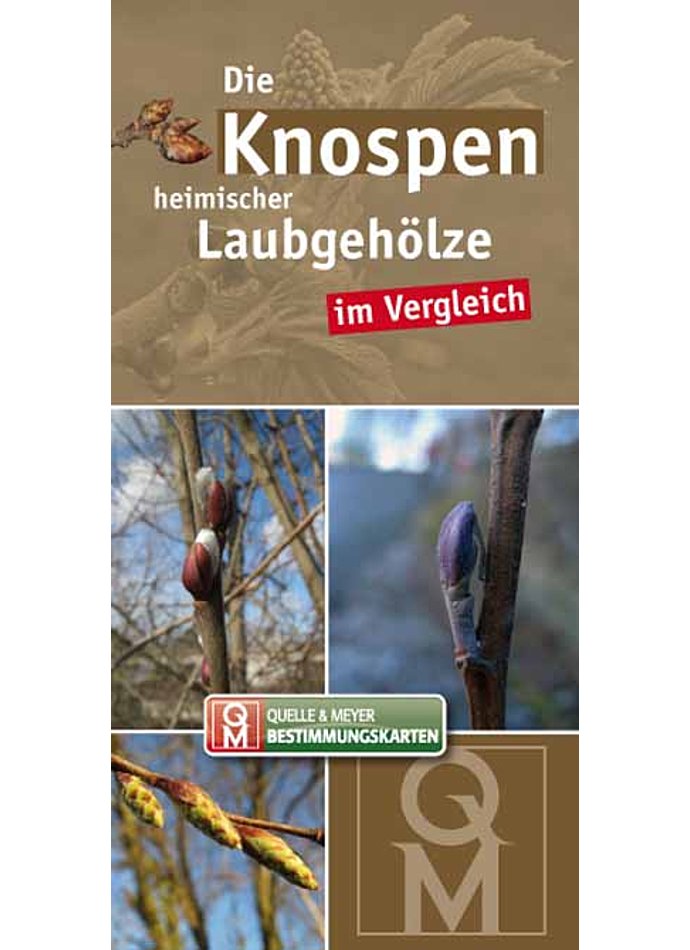 BESTIMMUNGSKARTE-DIE KNOSPEN HEIMISCHER UND KULTIVIERTER LAUBGEHLZE IM VERGLEICH