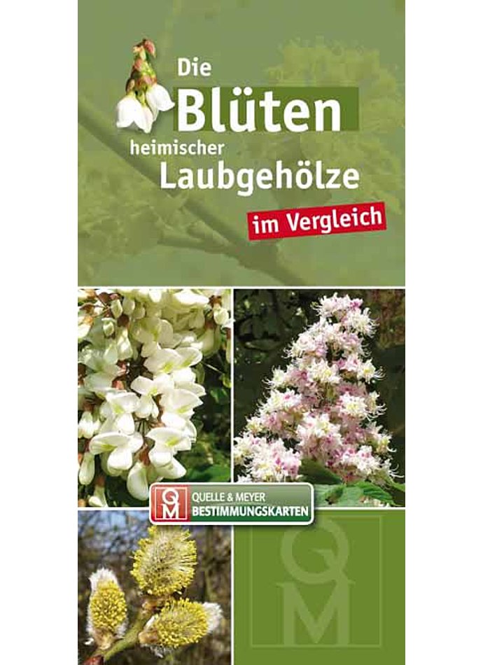 BESTIMMUNGSKARTEN-DIE BLTEN HEIMISCHER LAUBGEHLZE IN VERGLEICH - 10er SET