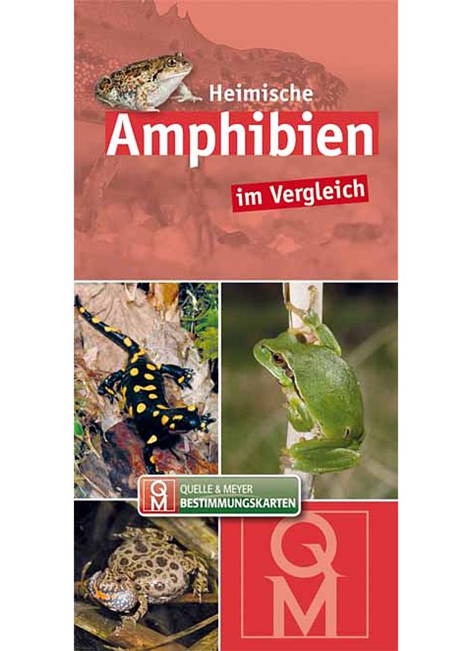 HEIMISCHE AMPHIBIEN IM VERGLEICH BESTIMMUNGSKARTE