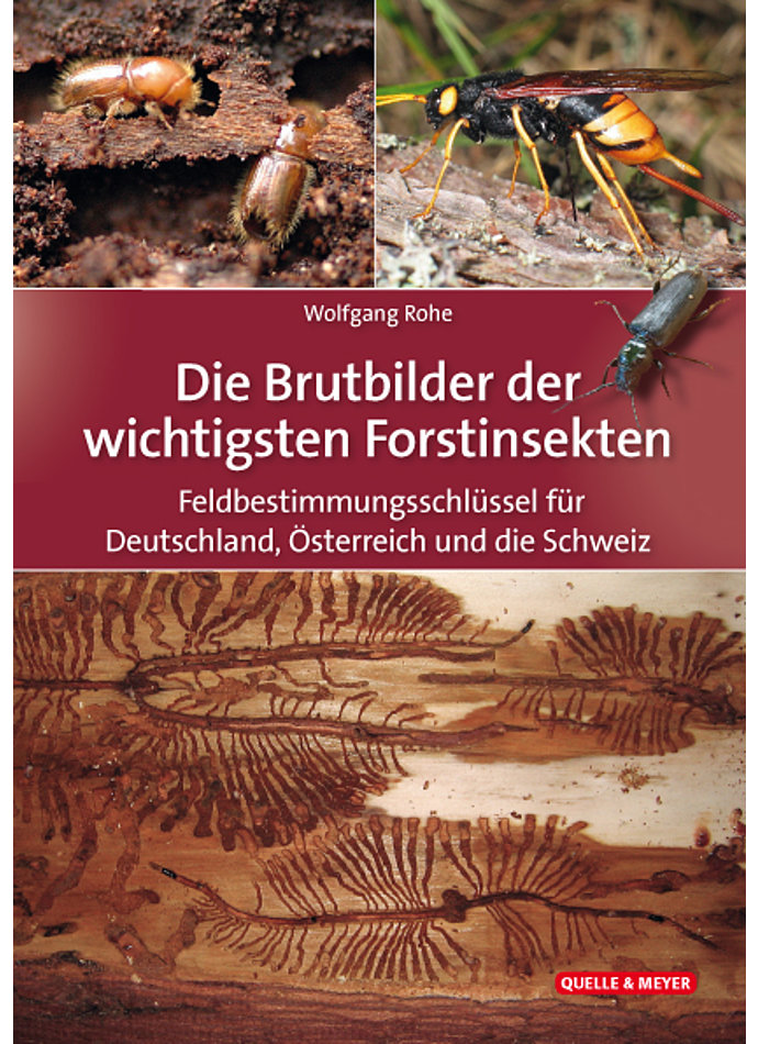 ###ROHE, DIE BRUTBILDER DER WICHTIGSTEN FORSTINSEKTEN