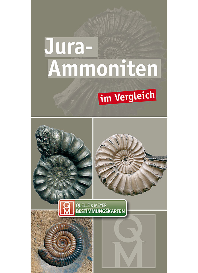 JURA-AMMONITEN IM VERGLEICH BESTIMMUNGSKARTE