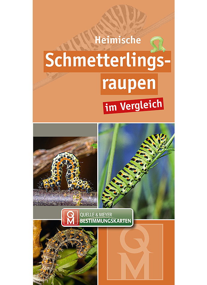 HEIMISCHE SCHMETTERLINGS- RAUPEN IM VERGLEICH BESTIMMUNGSKARTEN 10ER SET