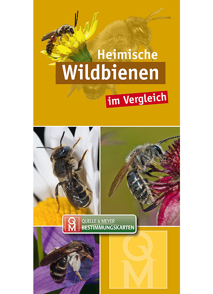 HEIMISCHE WILDBIENEN IM VERGLEICH - BESTIMMUNGSKARTE