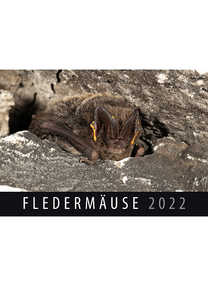 WANDKALENDER FLEDERMUSE 2022