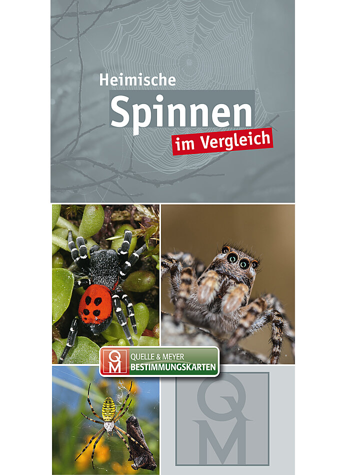 SPINNEN IM VERGLEICH BESTIMMUNGSKARTE