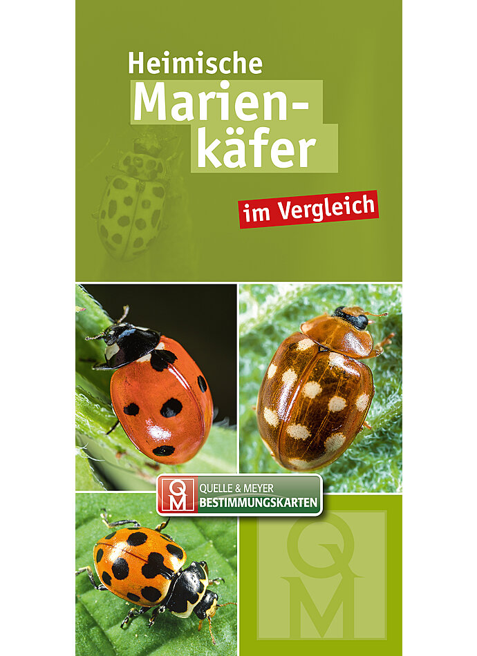 MARIENKFER IM VERGLEICH BESTIMMUNGSKARTE