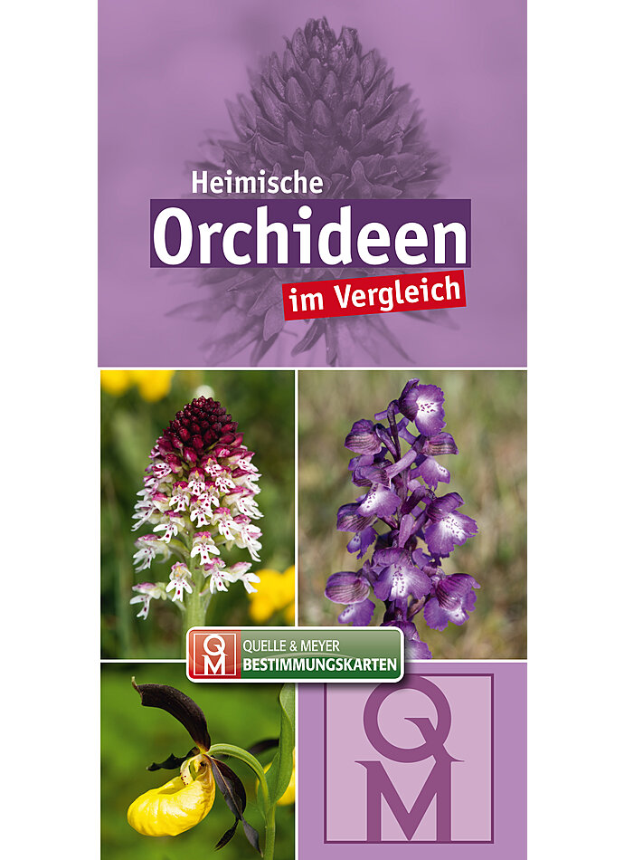 HEIMISCHE ORCHIDEEN IM VERGLEICH BESTIMMUNGSKARTE