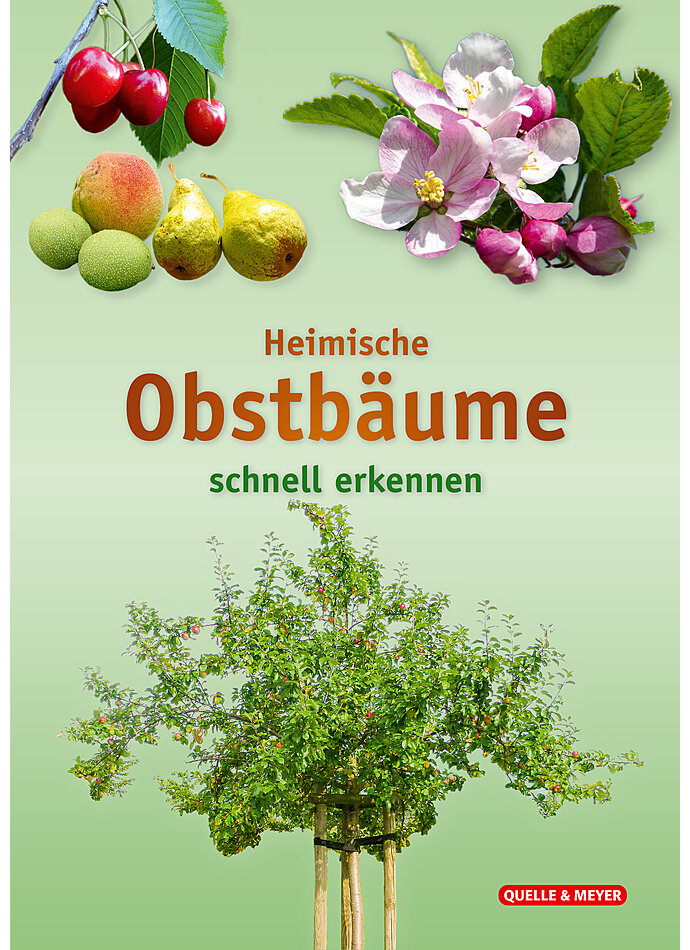 HEIMISCHE OBSTBUME SCHNELL ERKENNEN BESTIMMUNGSKARTE