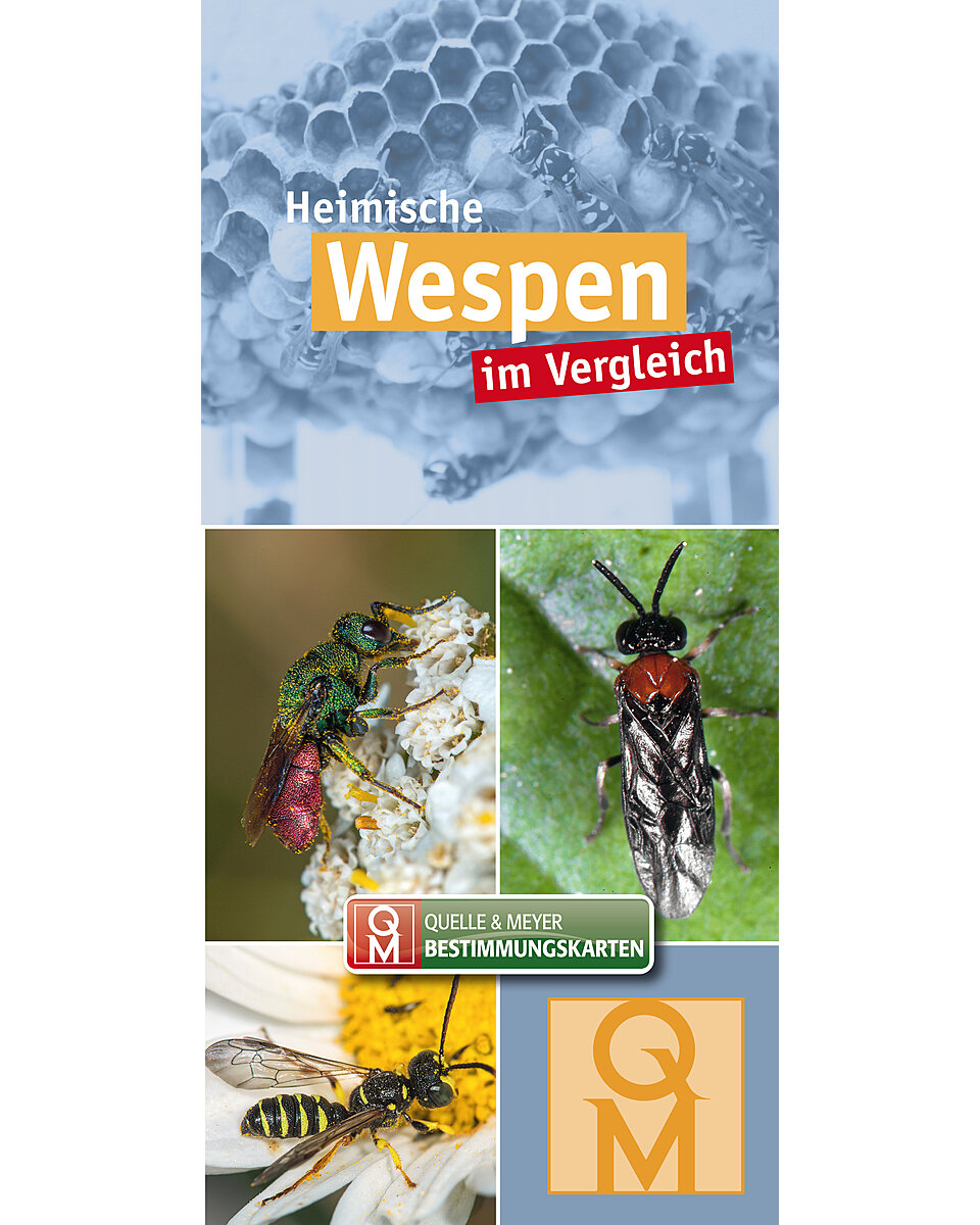 Auf diesem Bild sehen Sie das Produktbild 1 fr HEIMISCHE WESPEN IM VERGLEICH BESTIMMUNGSKARTE
