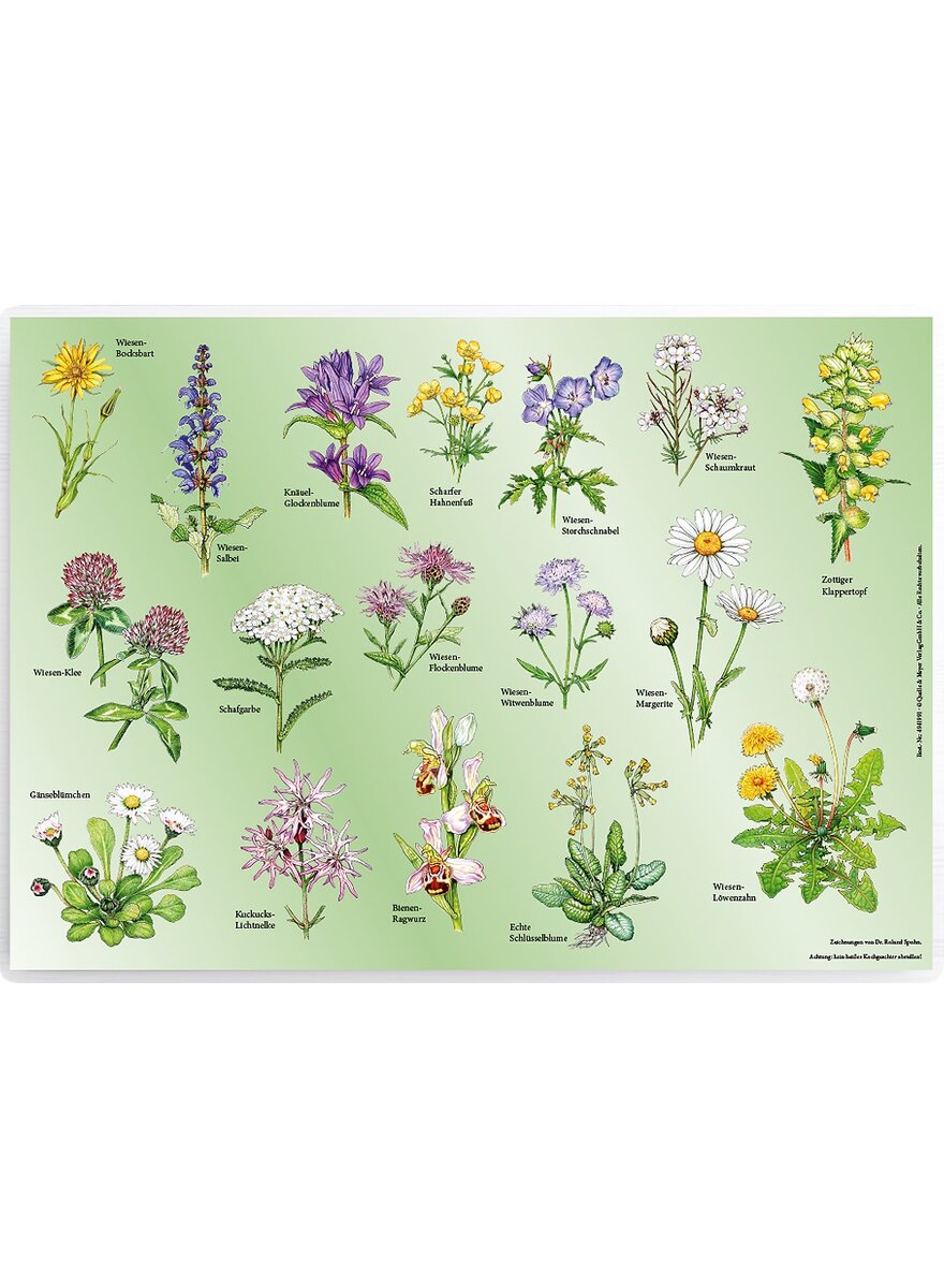 Auf diesem Bild sehen Sie das Produktbild 1 fr TISCHSET WIESENBLUMEN