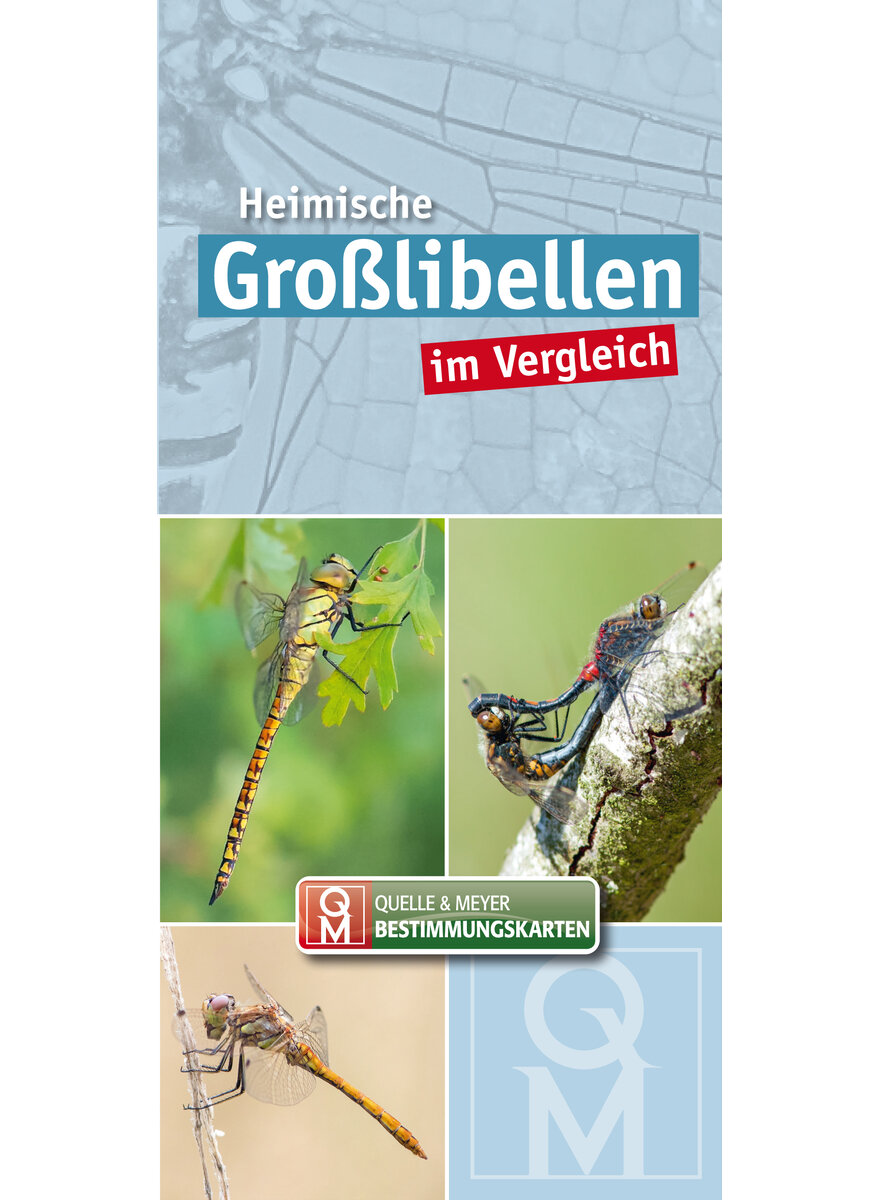 HEIMISCHE GROLIBELLEN IM VERGLEICH