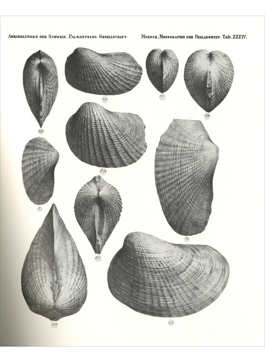 MONOGRAPHIE DER PHOLADOMYEN 1875 (2-1)