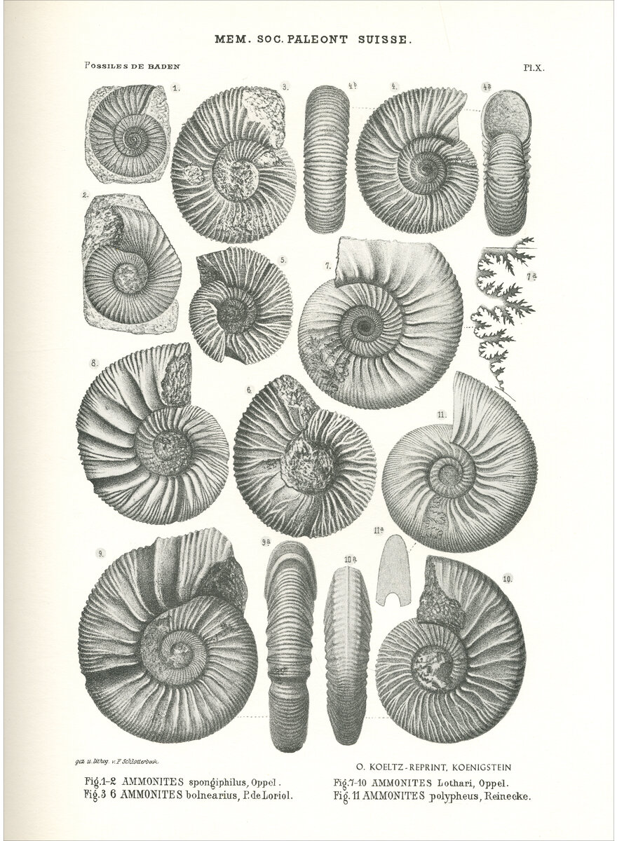 MONOGRAPHIE PALAEONTOLOGIE DE LA ZONE  AMMONITES 1877