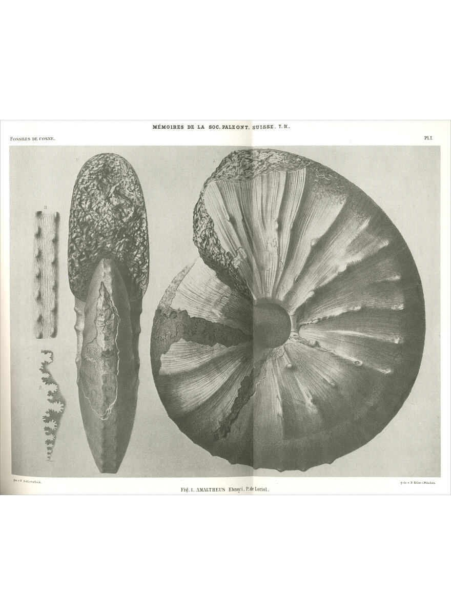 Auf diesem Bild sehen Sie das Produktbild 1 fr ETUDE SUR LA FAUNA D GAULT DE COSNE 1882 (9-2)