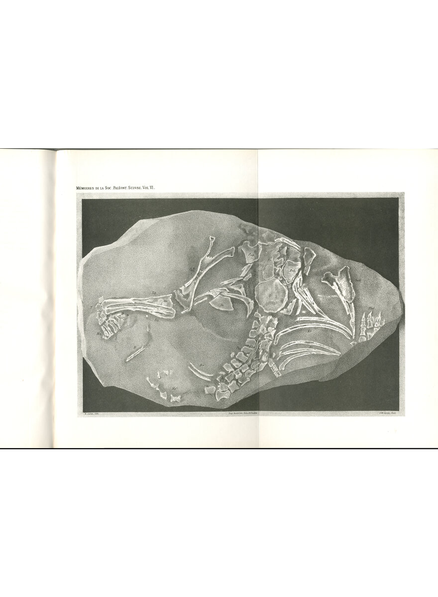 BER EINEN NEUEN SAURUS AUS DER TRIAS 1879 (6-2)