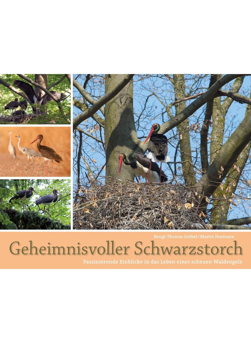 GEHEIMNISVOLLER SCHWARZSTORCH- GRBEL/HORMANN