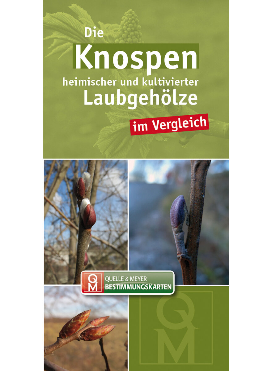 QUELLE & MEYER BESTIMMUNGS- KARTEN: KNOSPEN HEIMISCHER UND KULT. LAUBGEHLZE IM VERGLEICH