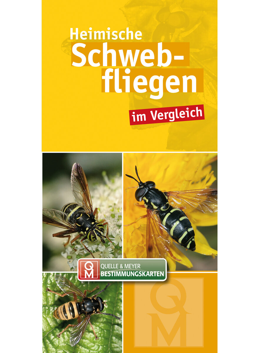 HEIMISCHE SCHWEBFLIEGEN IM VERGLEICH - Q&M BESTIMMUNGSKARTE