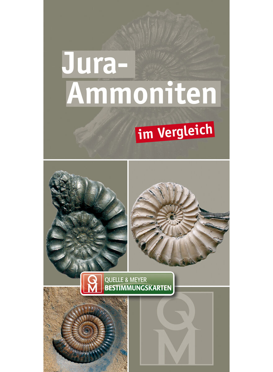 JURA-AMMONITEN IM VERGLEICH - Q&M BESTIMMUNGSKARTE