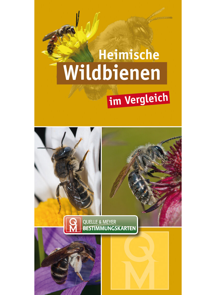 Auf diesem Bild sehen Sie das Produktbild 1 fr HEIMISCHE WILDBIENEN IM VERGLEICH - BESTIMMUNGSKARTE