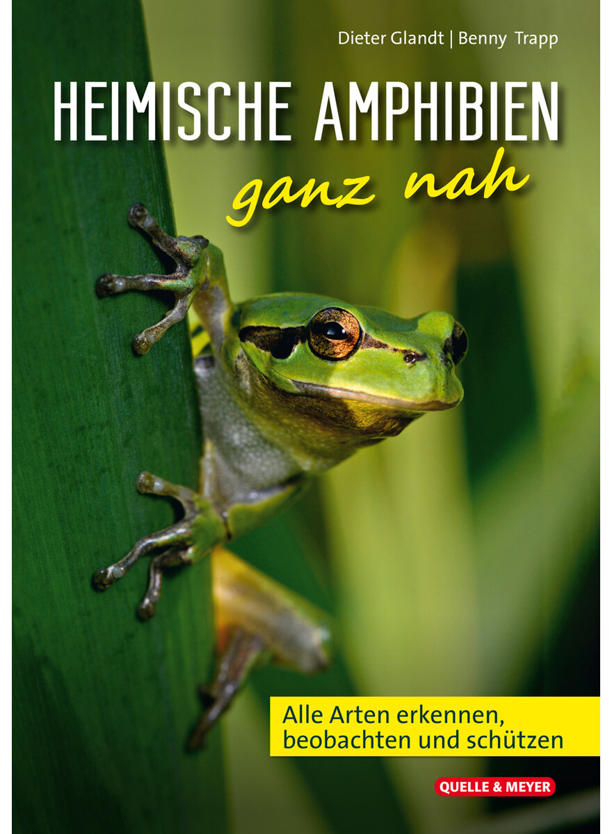 HEIMISCHE AMPHIBIEN GANZ NAH - GLANDT/TRAPP