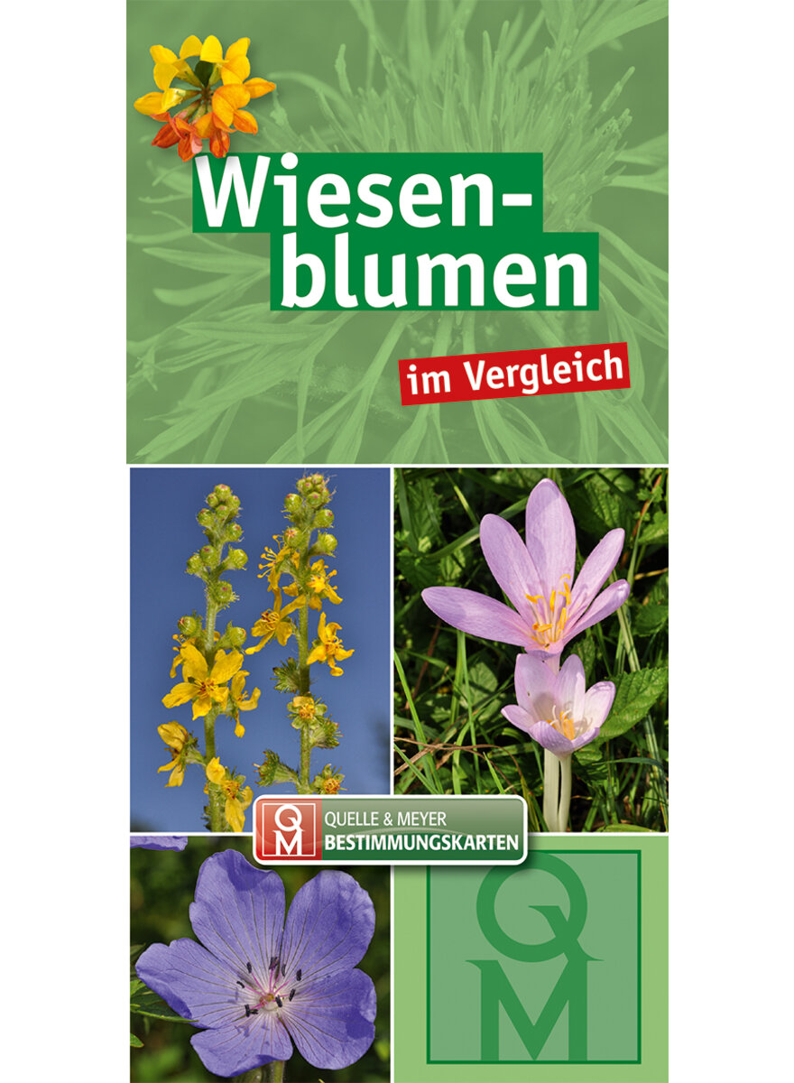 BESTIMMUNGSKARTE WIESENBLUMEN IM VERGLEICH -