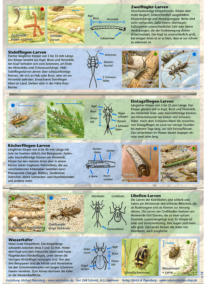 LEBEN IN BACH UND FLUSS - BESTIMMUNGSHILFE Bild 3