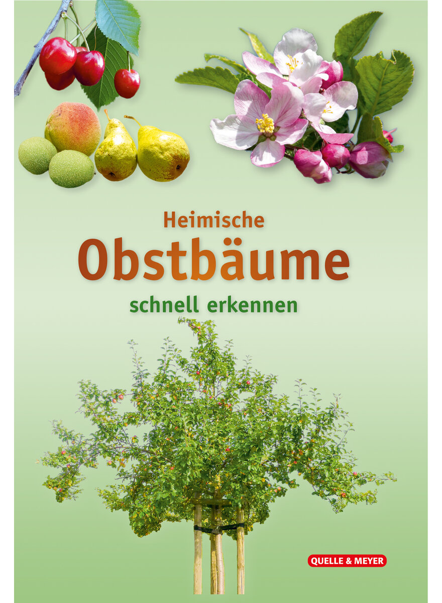 HEIMISCHE OBSTBUME SCHNELL ERKENNEN