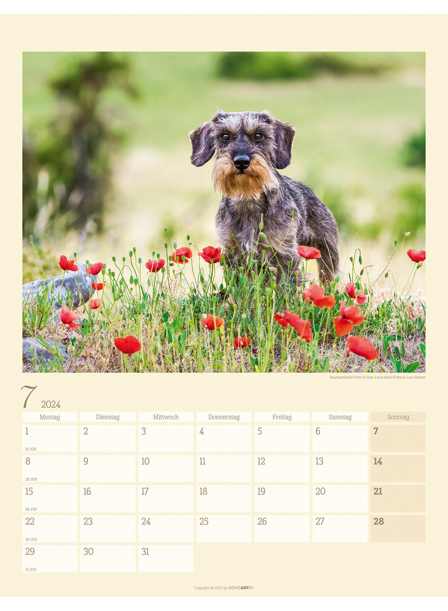 KALENDER DACKEL 2024 - Bild 2