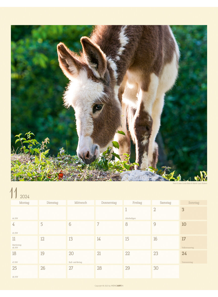 KALENDER ESEL 2024 - KLEIN/HUBERT Bild 4