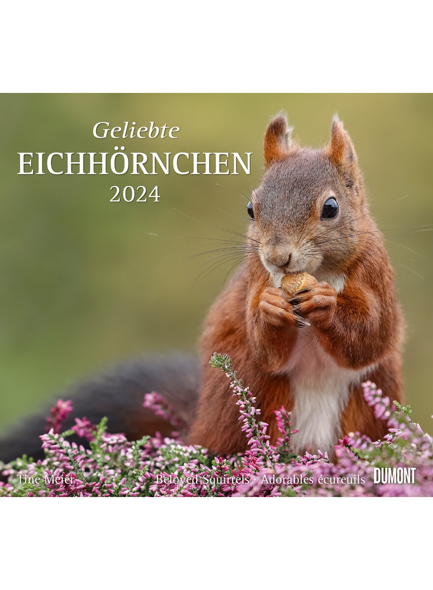 KALENDER GELIEBTE EICHHRNCHEN 2024 - WANDKALENDER FOTOKALENDER