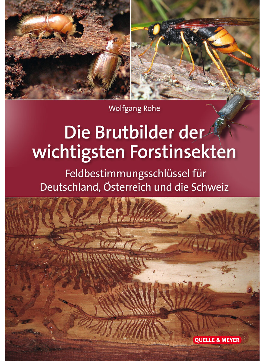 DIE BRUTBILDER DER WICHTIGSTEN FORSTINSEKTEN - WOLFGANG ROHE