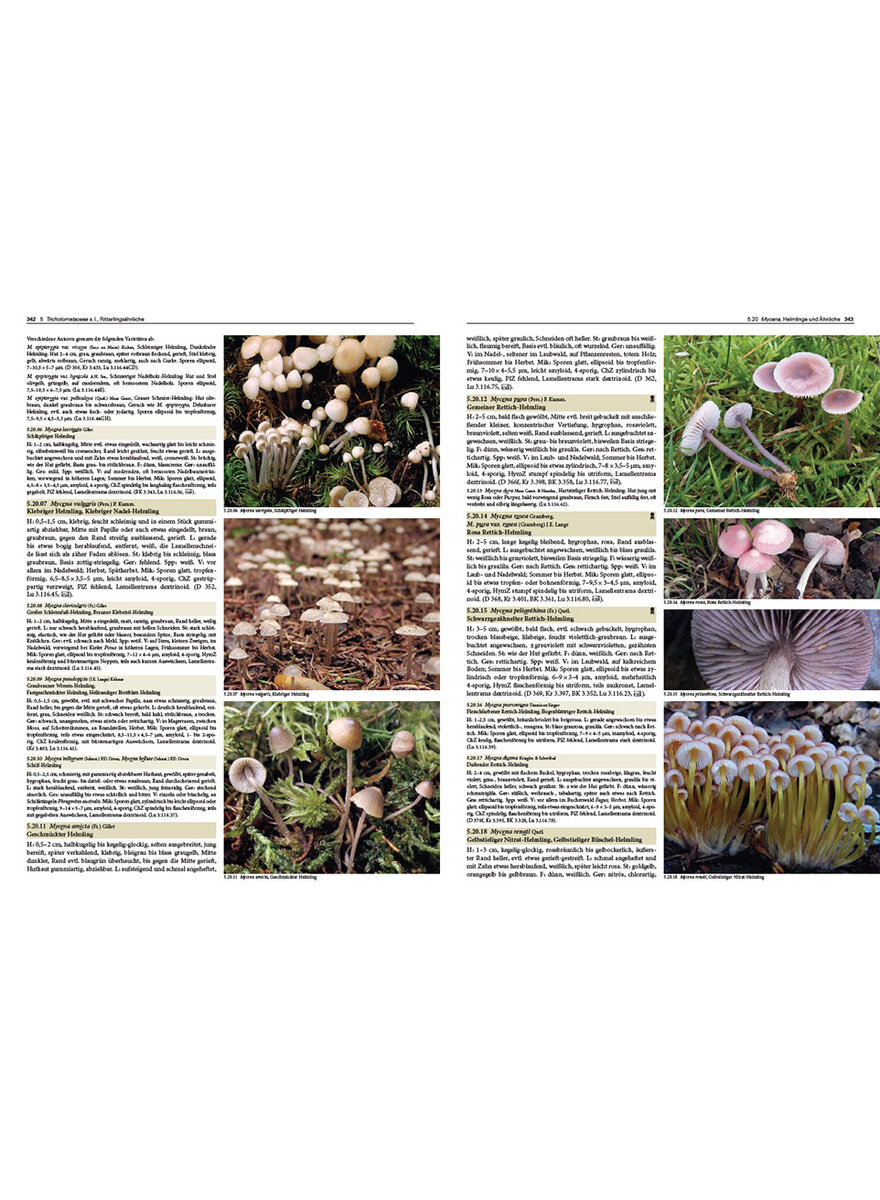 PILZE MITTELEUROPAS - WINKLER/KELLER Bild 5
