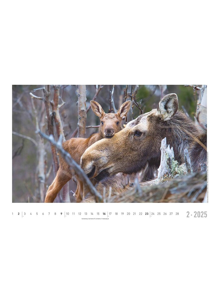 Auf diesem Bild sehen Sie das Produktbild 3 fr KALENDER LEBENSRAUM WALD 2025 -
