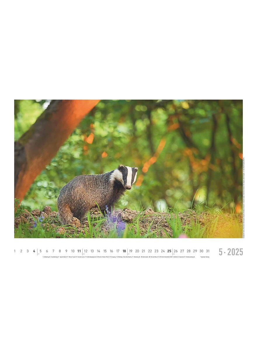 Auf diesem Bild sehen Sie das Produktbild 4 fr KALENDER LEBENSRAUM WALD 2025 -
