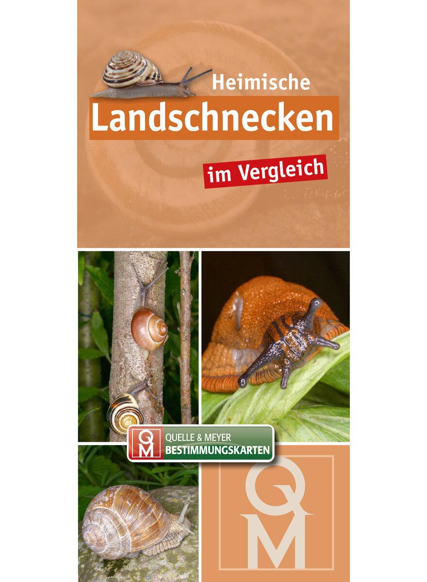 HEIMISCHE LANDSCHNECKEN IM VERGLEICH - QUELLE & MEYER BESTIMMUNGSKARTE