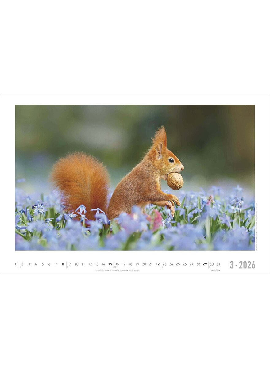 Auf diesem Bild sehen Sie das Produktbild 4 fr KALENDER GEHEIMNISVOLLES WALDLEBEN 2026 -