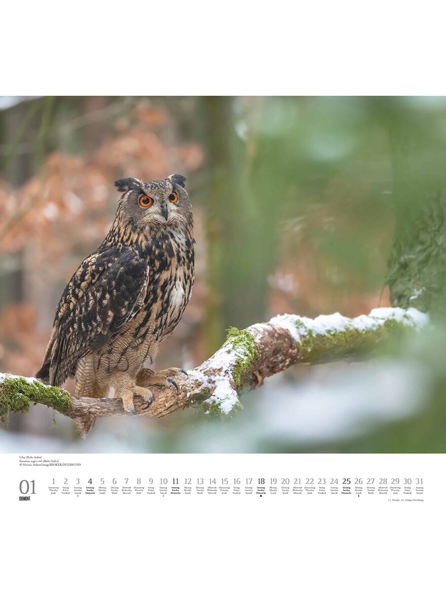 Auf diesem Bild sehen Sie das Produktbild 3 fr KALENDER GELIEBTE EULEN 2026 -