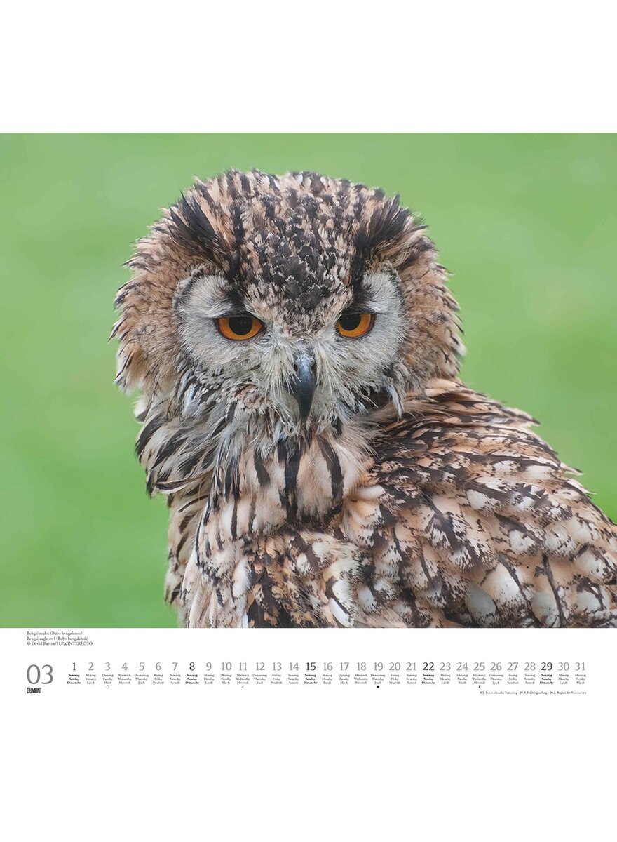 Auf diesem Bild sehen Sie das Produktbild 4 fr KALENDER GELIEBTE EULEN 2026 -