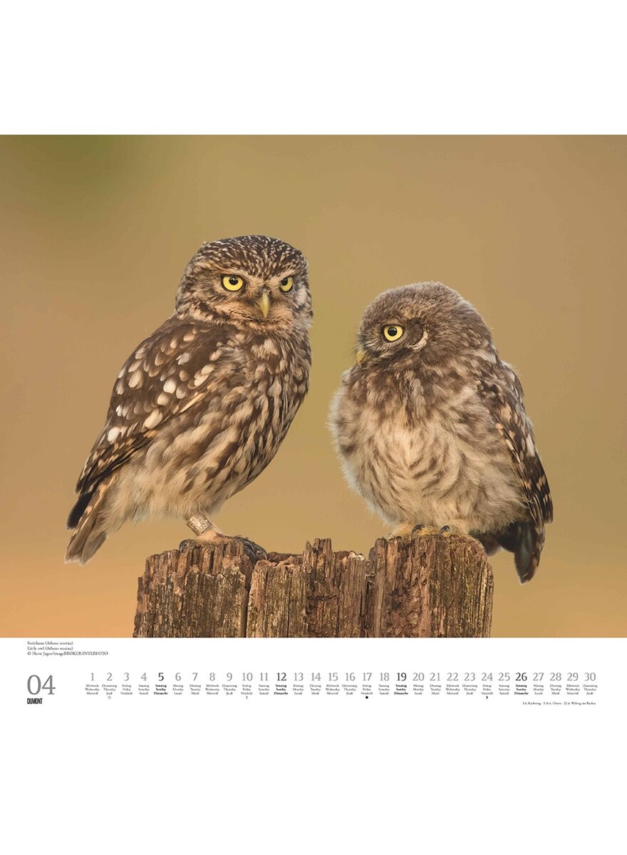 Auf diesem Bild sehen Sie das Produktbild fr 5 KALENDER GELIEBTE EULEN 2026 -