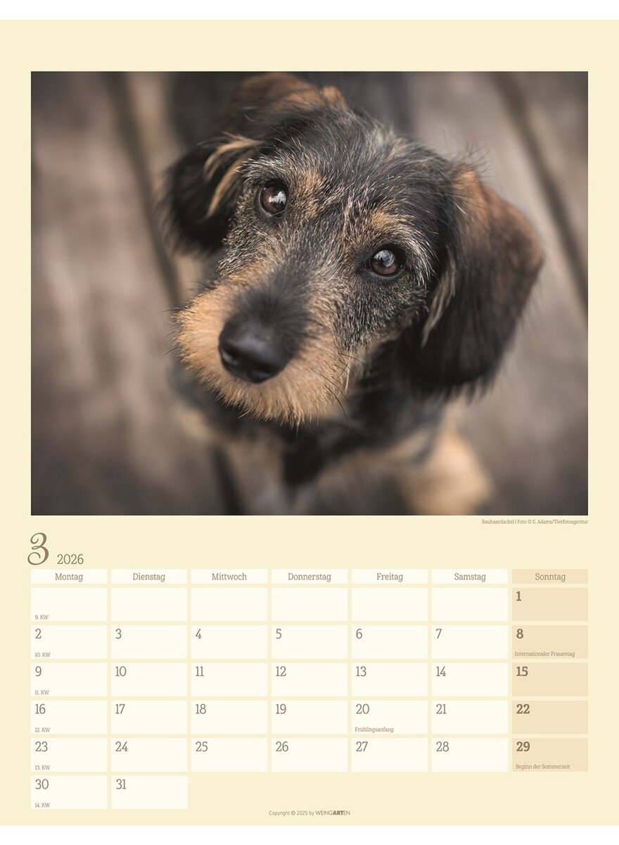Auf diesem Bild sehen Sie das Produktbild 4 fr KALENDER DACKEL 2026 -