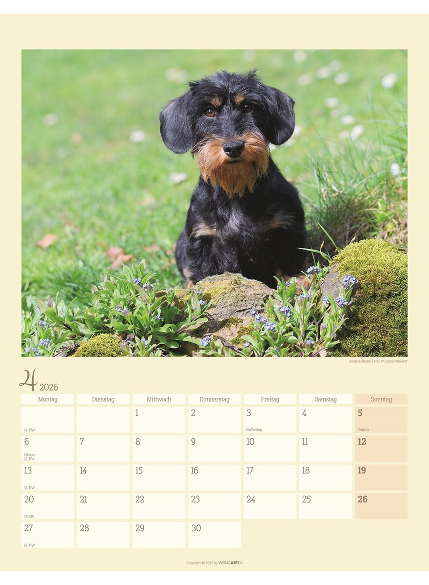 Auf diesem Bild sehen Sie das Produktbild fr 5 KALENDER DACKEL 2026 -